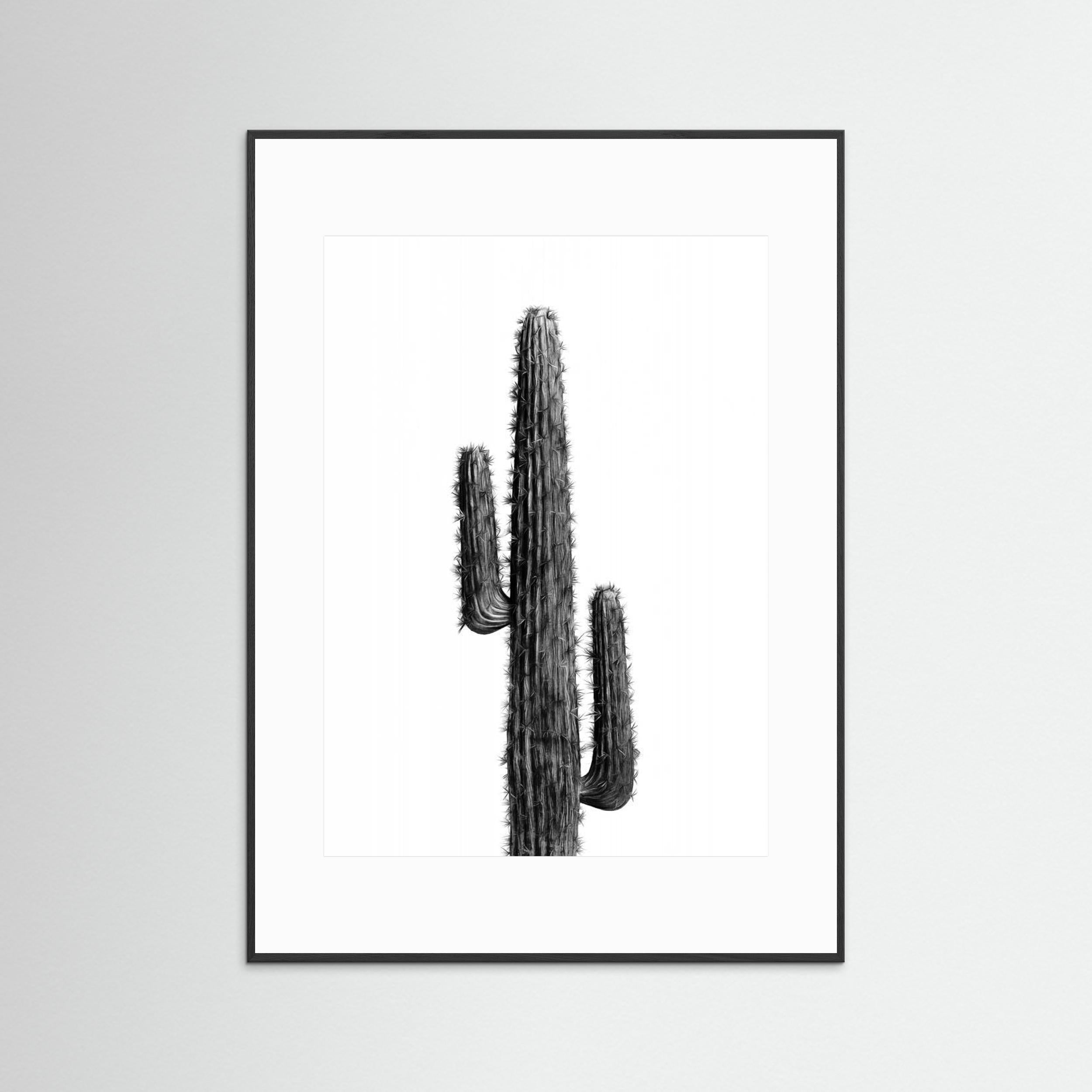Cactus Black and White 01 by Amini54